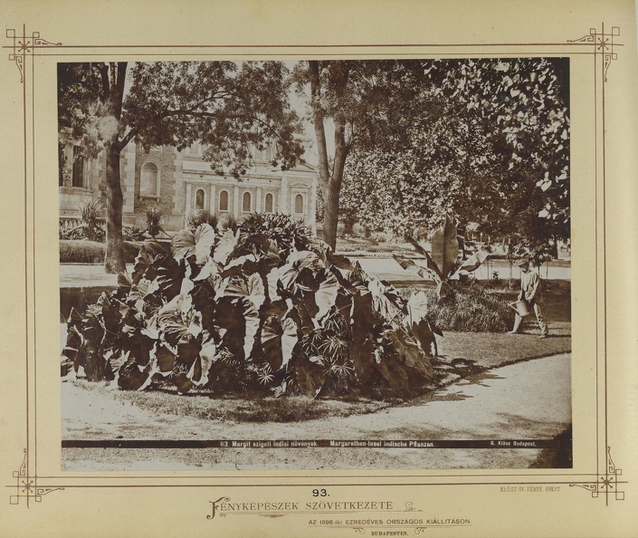 indiai növények a Margit-fürdő előtti parkban. A felvétel 1880-1890 között készült. A kép forrását kérjük így adja meg: Fortepan / Budapest Főváros Levéltára. Levéltári jelzet: HU.BFL.XV.19.d.1.05.099